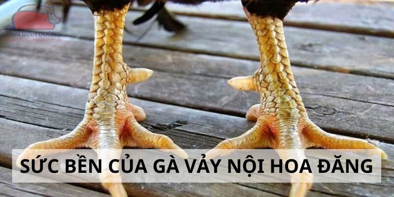 Vảy Nội Hoa Đăng - Đặc Điểm Và Cách Nhận Biết Cực Chuẩn 4 Đánh giá sức bền