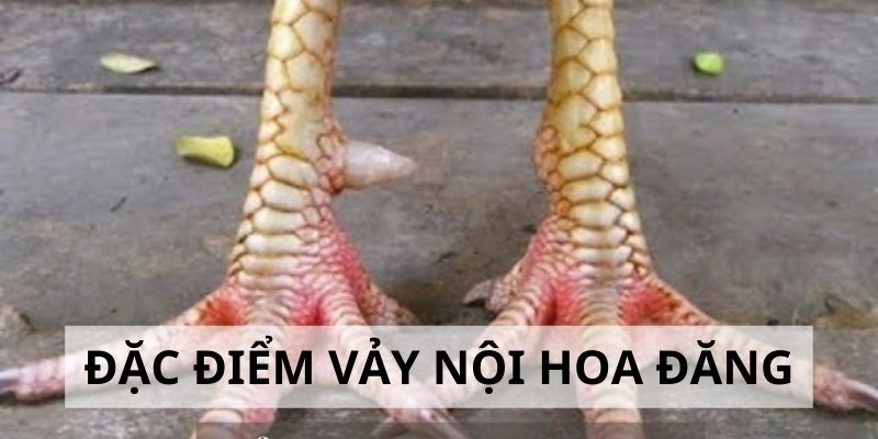 Vảy Nội Hoa Đăng - Đặc Điểm Và Cách Nhận Biết Cực Chuẩn 3 Khám phá đặc điểm của vảy nội hoa đăng
