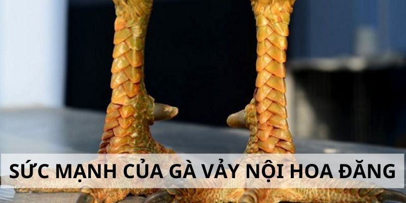 Vảy Nội Hoa Đăng - Đặc Điểm Và Cách Nhận Biết Cực Chuẩn 5 Sức mạnh trong thi đấu của gà chiến