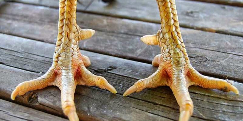 Vảy Gà Vấn Cán - Đặc Điểm Vảy Gà Độc Và Hiếm Nhất 4 Thông tin đặc điểm của vảy gà vấn cán hoành khai