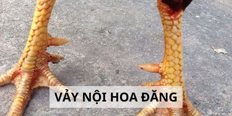 Vảy Nội Hoa Đăng - Đặc Điểm Và Cách Nhận Biết Cực Chuẩn 2 Vảy Nội Hoa Đăng - Đặc Điểm Và Cách Nhận Biết Cực Chuẩn 2024