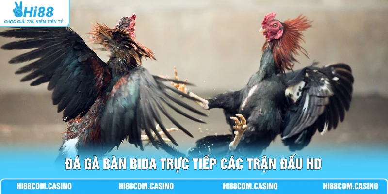 Đá Gà Bàn Bida - Quy Định Luật Chơi Mới Nhất Tại Hi88 1 Đá gà bàn bida trực tiếp các trận đấu HD