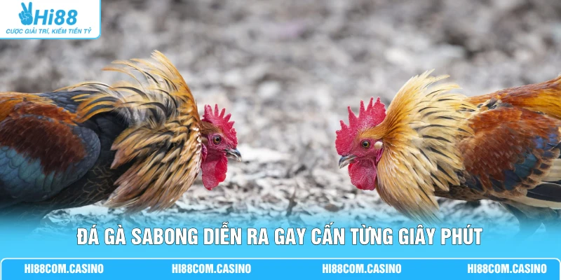 Đá Gà Sabong - Hướng Dẫn Cá Cược, Luật Chơi Mới Hiện Nay 1 Đá gà Sabong diễn ra gay cấn từng giây phút
