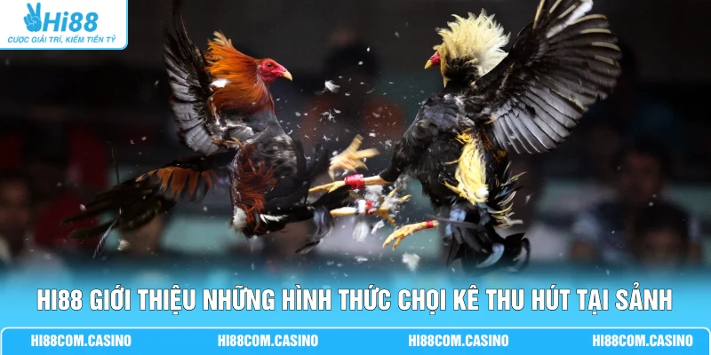 SV388 Đá Gà - Sảnh Cược Thu Hút 999+ Lượt Xem Chọi Kê 3 Hi88 giới thiệu những hình thức chọi kê thu hút tại sảnh
