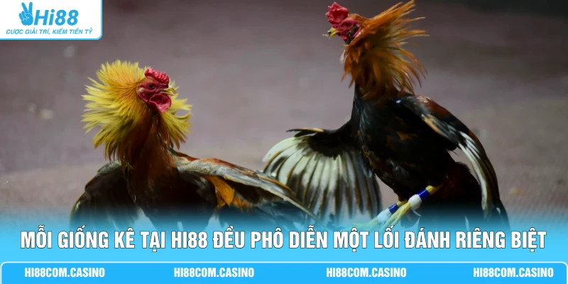 Thể Loại Đá Gà - Top 3 Hình Thức Chọi Kê Phổ Biến Hiện Nay 2 Mỗi giống kê tại Hi88 đều phô diễn một lối đánh riêng biệt