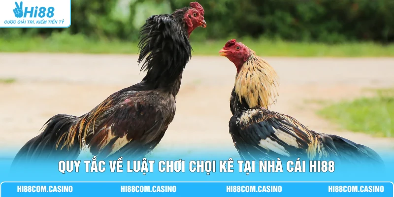 Đá Gà Kiểng - Cập Nhật Các Quy Định Luật Chơi Mới Hiện Nay 2 Quy tắc về luật chơi chọi kê tại nhà cái Hi88