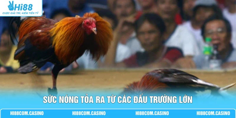 Thể Loại Đá Gà - Top 3 Hình Thức Chọi Kê Phổ Biến Hiện Nay 3 Sức nóng tỏa ra từ các đấu trường lớn