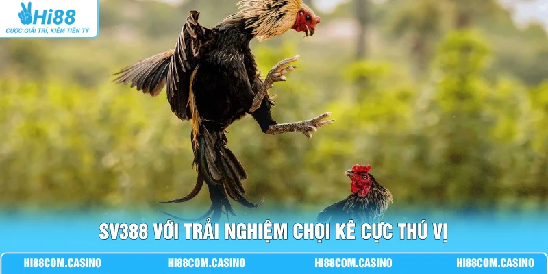 SV388 Đá Gà - Sảnh Cược Thu Hút 999+ Lượt Xem Chọi Kê 1 SV388 với trải nghiệm chọi kê cực thú vị